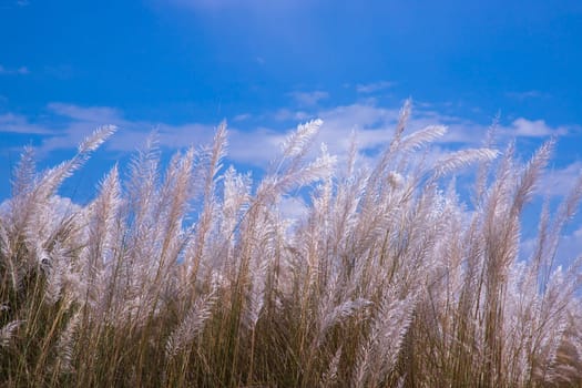 Autumn  icon White kans grass or saccharum spontaneum flowers under the day light blue sky