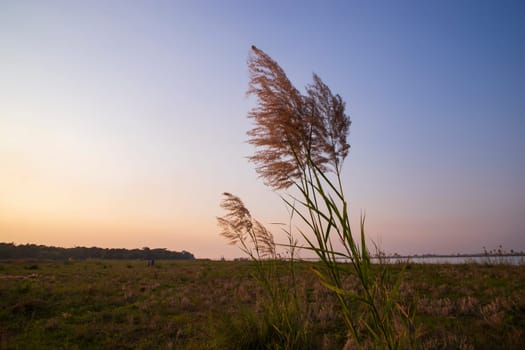 Kans grass or saccharum spontaneum flowers field against the evening colorful blue sky