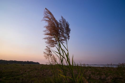 Kans grass or saccharum spontaneum flowers field against the evening colorful blue sky