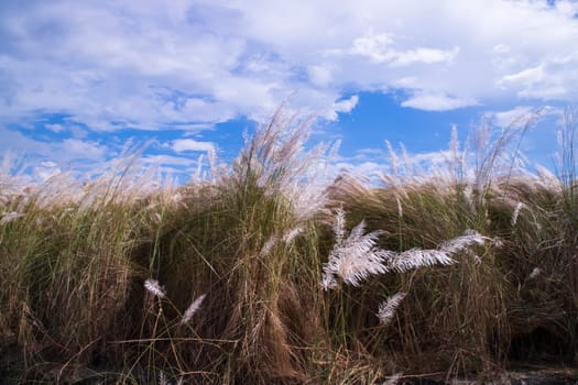 Autumn  icon White kans grass or saccharum spontaneum flowers under the day light blue sky