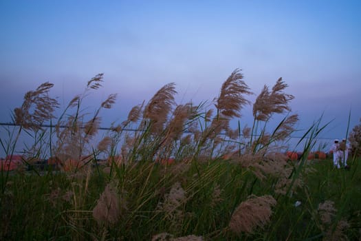 Kans grass or saccharum spontaneum flowers field against the evening colorful blue sky