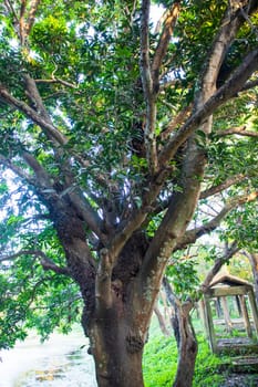 Natural Landscape view texture of Old Mango Tree Brach in the Park