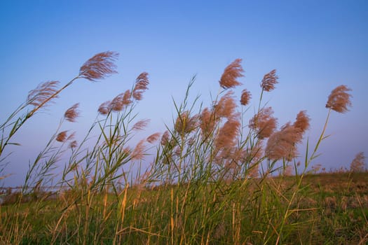 Kans grass or saccharum spontaneum flowers field against the evening colorful blue sky