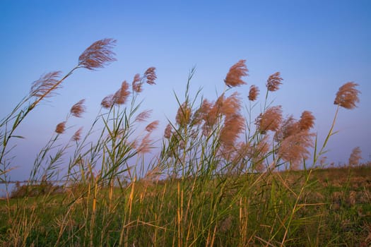 Kans grass or saccharum spontaneum flowers field against the evening colorful blue sky