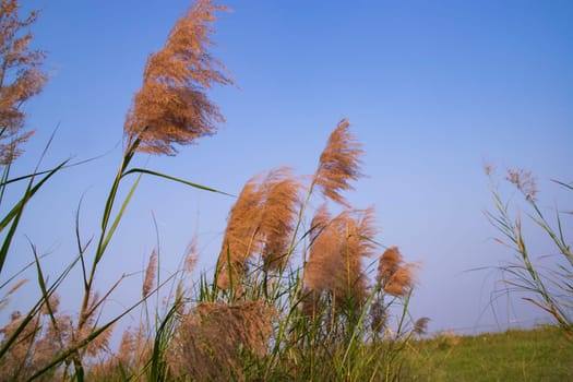 Kans grass or saccharum spontaneum flowers field against the evening colorful blue sky