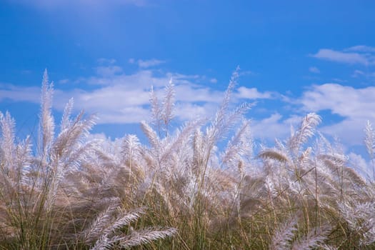 Autumn  icon White kans grass or saccharum spontaneum flowers under the day light blue sky