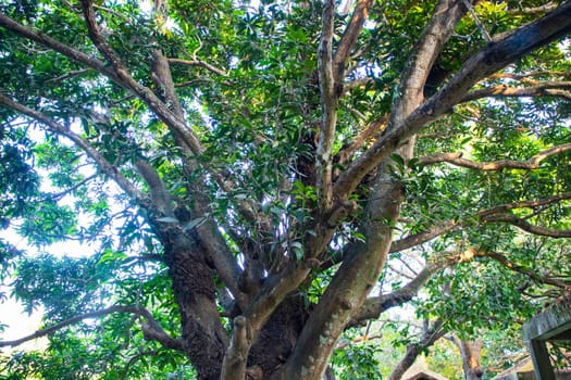 Natural Landscape view texture of Old Mango Tree Brach in the Park