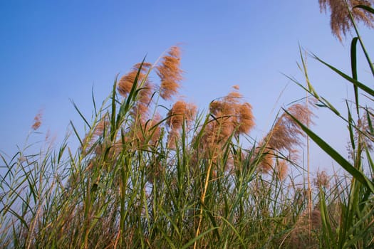 Kans grass or saccharum spontaneum flowers field against the evening colorful blue sky