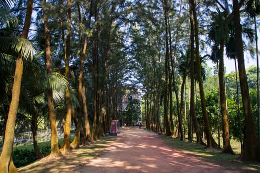 a row of rows trees in the park landscape view