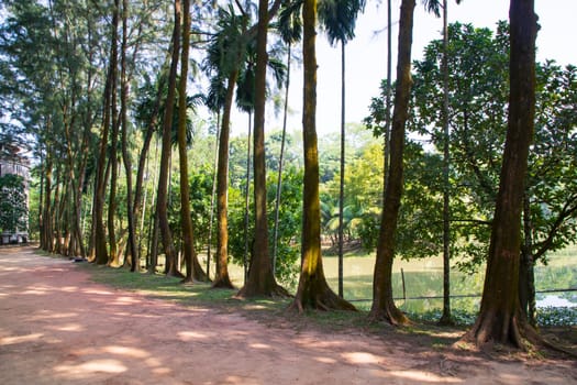 a row of rows trees in the park landscape view