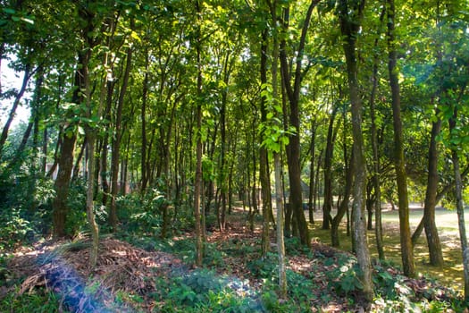 a row of rows trees in the park landscape view