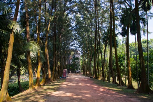 a row of rows trees in the park landscape view