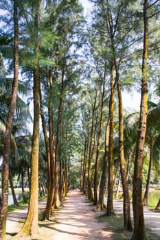 a row of rows trees in the park landscape view