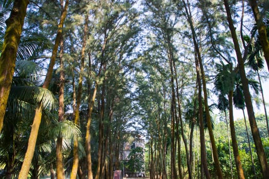 a row of rows trees in the park landscape view