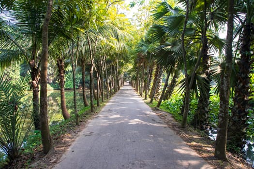 a row of rows trees in the park landscape view