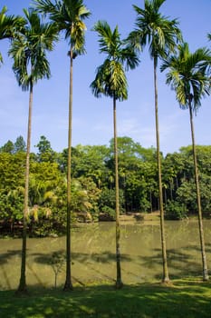 a row of rows trees in the park landscape view