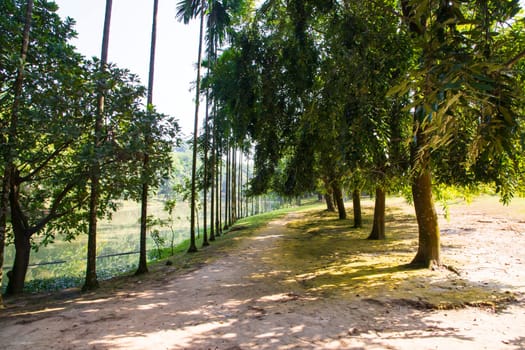 a row of rows trees in the park landscape view