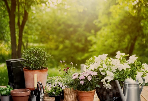 Different potted flowers, herbs, gardening equipment on green garden trees background. Hobby concept with plants, flowerpots on wooden deck terrace on sunny garden. Floral design for house decoration