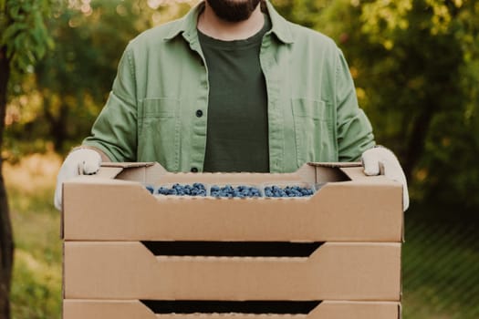 Male farmer hands take and hold cardboard box from stack full of plastic containers with large blueberries. Berry shipping, cultivating, delivery concept. Worker showcase and show collected product