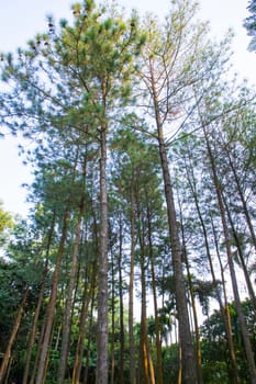 a row of rows trees in the park landscape view