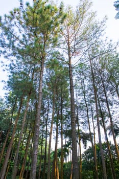 a row of rows trees in the park landscape view