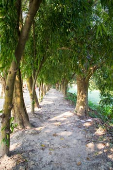 Natural Green Tree in the Park