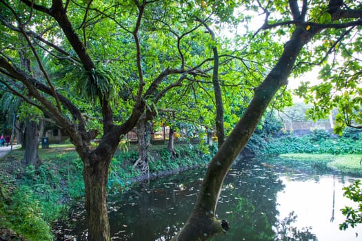 Natural Green Tree in the Park