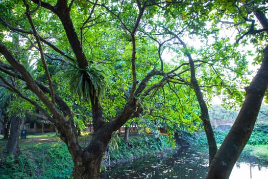 Natural Green Tree in the Park