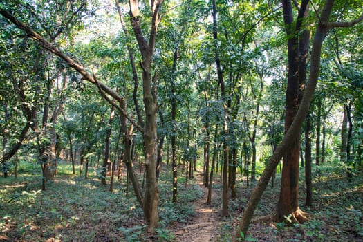 Natural Forest  Green Trees in the botanical garden park