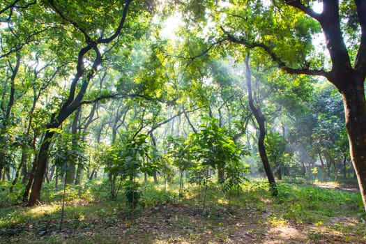 Natural Forest  Green Trees in the botanical garden park