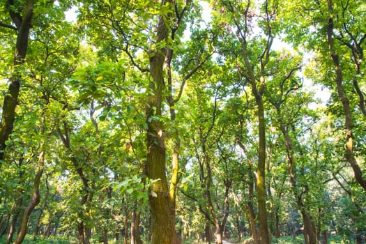 Natural Forest  Green Trees in the botanical garden park