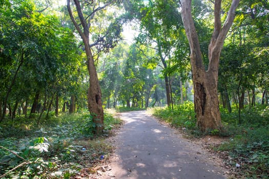 Natural Forest  Green Trees in the botanical garden park
