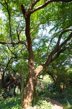 Natural Forest  Green Trees in the botanical garden park