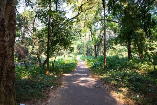 Natural Forest  Green Trees in the botanical garden park
