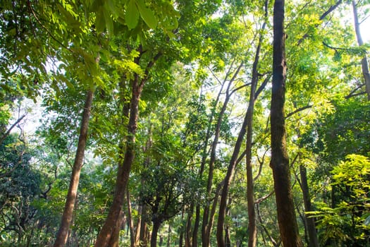 Natural Forest  Green Trees in the botanical garden park