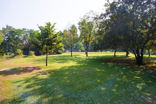 Green Field with trees in the park landscape view