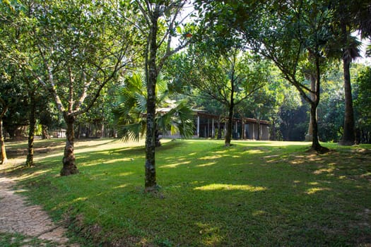 Green Field with trees in the park landscape view
