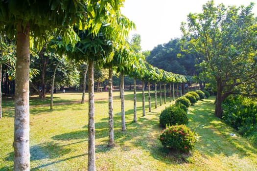 Green Field with trees in the park landscape view