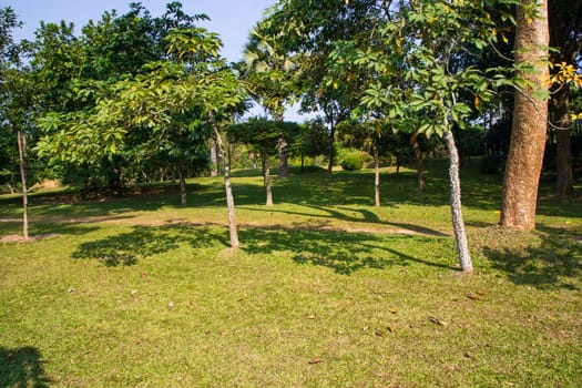 Green Field with trees in the park landscape view