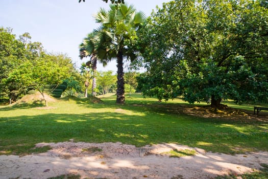 Green Field with trees in the park landscape view