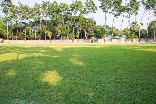 Green Field with trees in the park landscape view