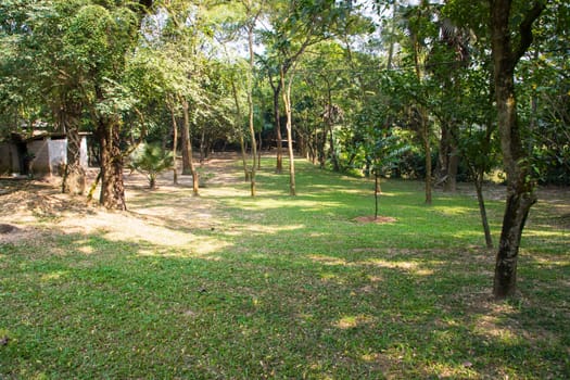 Green Field with trees in the park landscape view