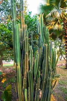 Natural Green Cactus  in the garden