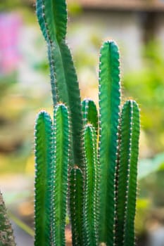 Close-up Focus Natural Green Cactus with Blurry Background in the garden