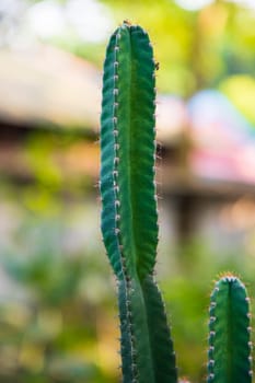 Close-up Focus Natural Green Cactus with Blurry Background in the garden