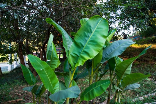 Green Banana trees in the garden, banana plantation, leaves of a banana  Natural view