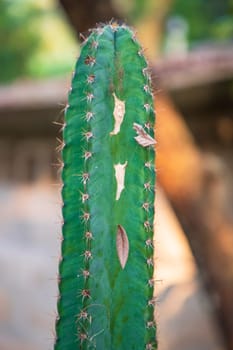Close-up Focus Natural Green Cactus with Blurry Background in the garden
