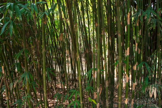 Green Bamboo in the Forest  may be used as a Texture  background wallpaper
