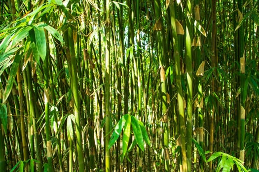Green Bamboo in the Forest  may be used as a Texture  background wallpaper