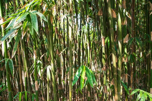 Green Bamboo in the Forest  may be used as a Texture  background wallpaper